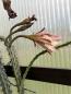 Preview: Cereus aethiops